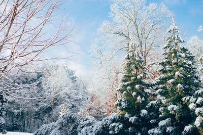 雪季绿松树